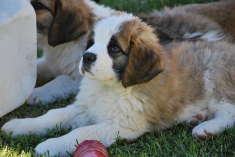 La Fondation Barry à Martigny accueille 10 nouveaux chiots